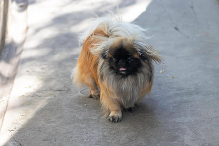 fluffy cute dog, red Pekingese is very cute stock