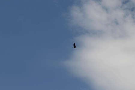 free bird in the cloudy blue sky, bird flight in the sky