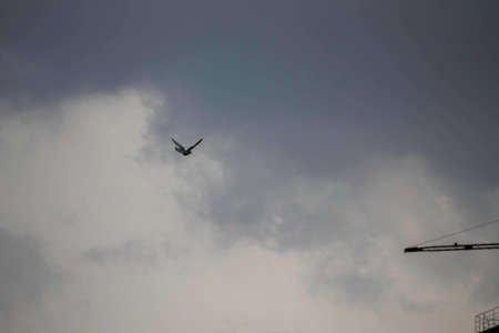 free bird in the cloudy blue sky, bird flight in the sky