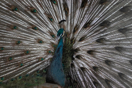 beautiful colored peacock posing for a close up portraitの写真素材