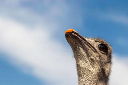 ostrich head close up, ostrich under blue skyの写真素材
