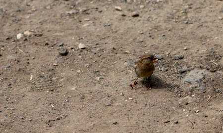 a small sparrow walks on the ground and looks for something to eat