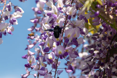 a large black beetle with beautiful blue wings on purple flowers against a blue skyの写真素材