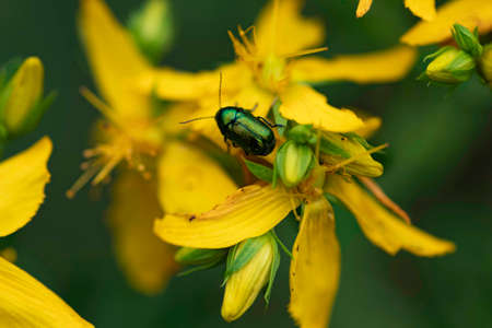 beautiful yellow macro flowers with colored beetles on the petalsの写真素材