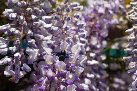 a large black beetle with beautiful blue wings on purple flowers against a blue skyの写真素材