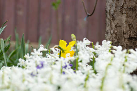 many white flowers, planted flowers in a flower bed