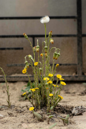 in the sand a bush of small yellow flowers and one fragrant white