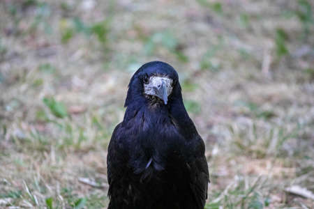 black gloomy bird posing in parks, crow portraitの写真素材