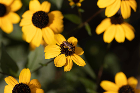 yellow flowers with a black center, insects on yellow summer flowers