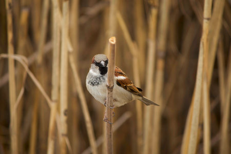 thick fluffy sparrow on the branches of dry reedsの写真素材