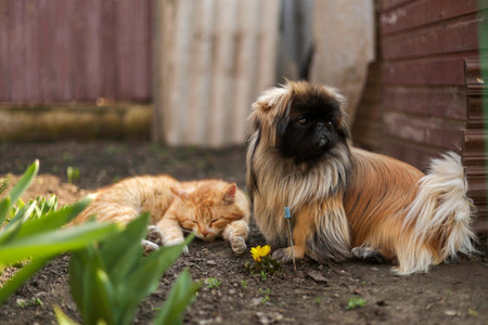 fluffy red dog in a flower bed next to a red cat