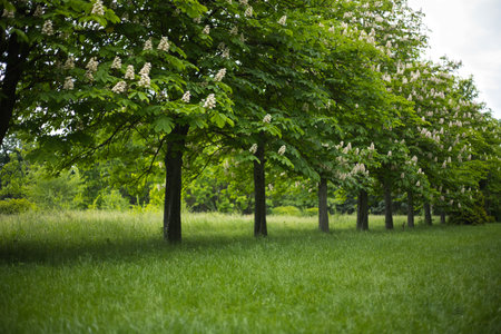 green glades and chestnut trees, an alley with chestnut treesの写真素材
