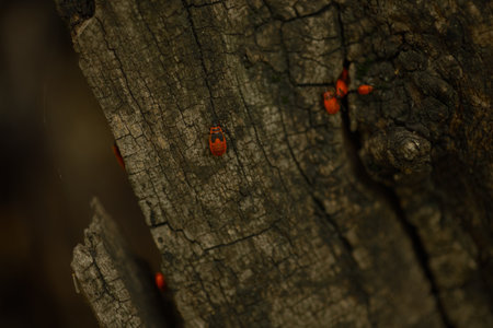 red beetles on the tree, wood background with red beetlesの写真素材