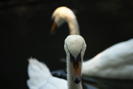 swan posing for the camera, portrait of a swan