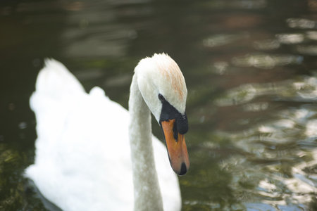 swan posing for the camera, portrait of a swanの写真素材