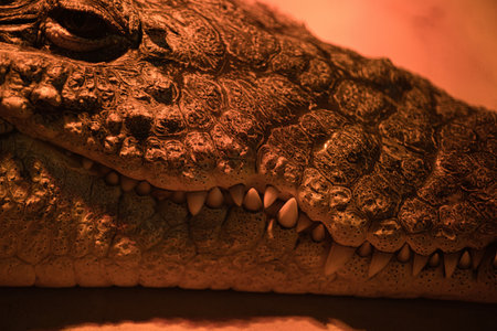 close-up of the muzzle of a crocodile, near the teeth of a crocodile in an aviary under artificial lightの写真素材