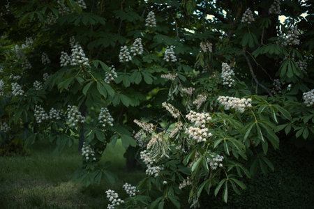 green glades and chestnut trees, an alley with chestnut trees