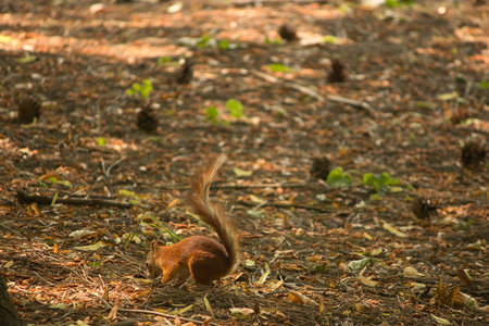 red squirrel in the summer in the forest environment cones walkの写真素材