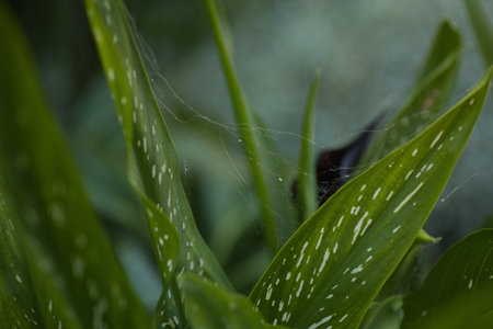 leaves green of a flower with cobwebs between themの写真素材