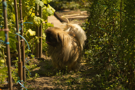 fluffy Pekingese is resting among the beds, domestic dog on the streetの写真素材