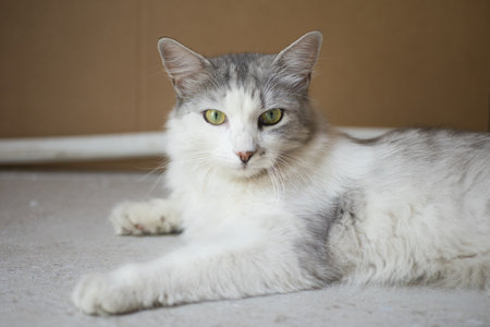 portrait of a gray fluffy domestic catの写真素材