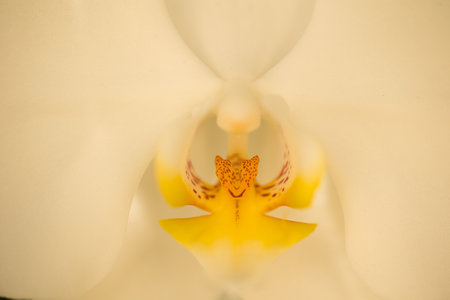 white orchid flowers with yellow center close upの写真素材