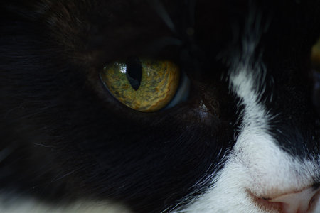 Close-up of black and white cat's eyes, portrait of a black and white fluffy domestic catの写真素材