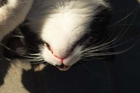 portrait of a black and white fluffy domestic catの写真素材