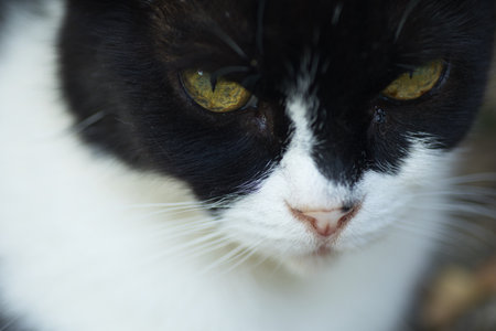 portrait of a black and white fluffy domestic cat