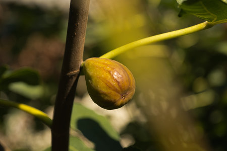 close-up of ripe fig fruits on a tree among green leavesの写真素材