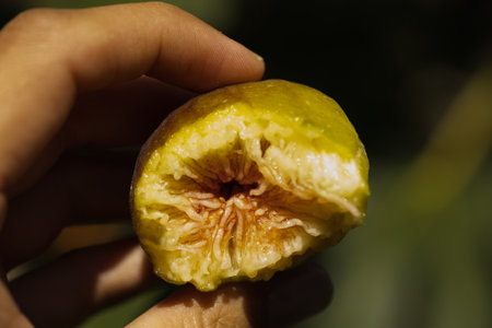 close-up of ripe fig fruits on a tree among green leaves