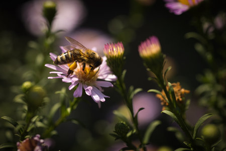 on a sunny day small purple flowers close up, floral backgroundの写真素材