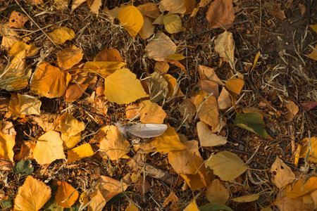 on yellow leaves in the rays of the sun there is one white featherの写真素材