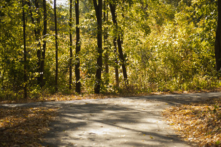 paved path in a park area among tall green trees, yellow leaves on the ground