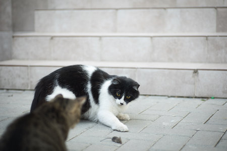 a black and white cat caught a mouse and hides it from another cat, like a cat hunting a mouse