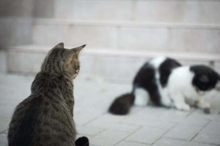 a black and white cat caught a mouse and hides it from another cat, like a cat hunting a mouse