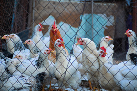 chickens and roosters on a traditional free range poultry farm, white hens and a red rooster in the...