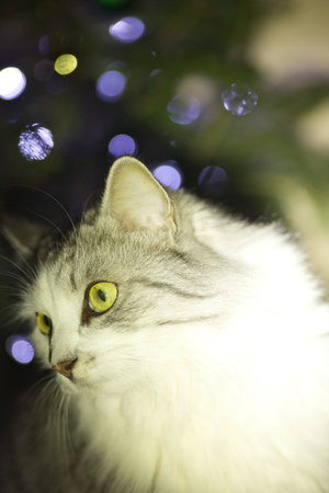 Beautiful cat with christmas tree and bokeh background.の写真素材