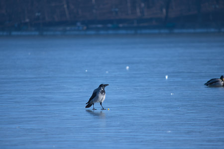 magpie walks on a frozen lake in the park during the dayの写真素材