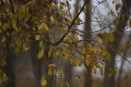 Autumn leaves on the branches of a tree in the forest, Raindrops on the branches of a tree in the...