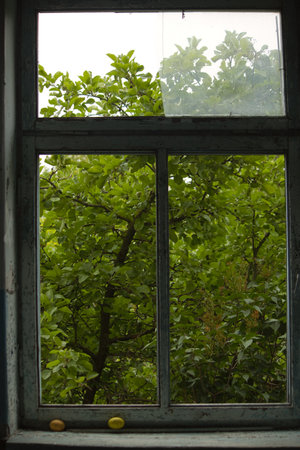 view from a dark abandoned building through the window to dense green foliage