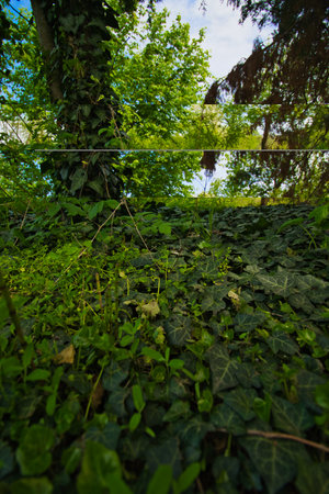 glowy ivy on a tree and around it in the park, background of different ivyの写真素材
