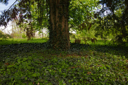 glowy ivy on a tree and around it in the park, background of different ivyの写真素材