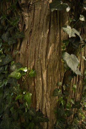 Ivy growing on the bark of an old tree in the garden