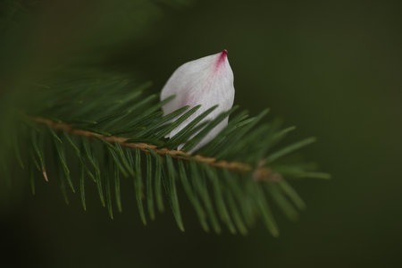 White flower on a branch of a spruce in the forest.