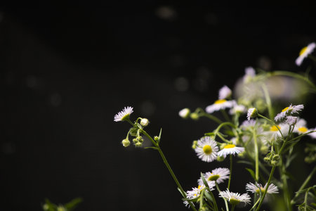 white daisies on a black background, shallow depth of field