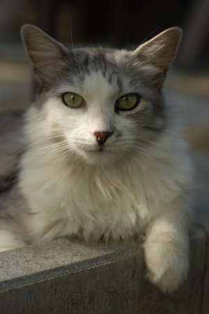 White and gray cat with green eyes sitting on a wooden fence.