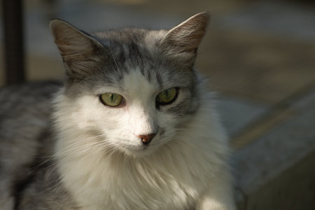 Portrait of a cat with green eyes, close-upの写真素材