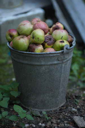 Bucket of apples in the garden. Selective focus.の写真素材
