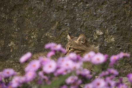 Cat sitting on a stone wall with pink flowers in the background.の写真素材